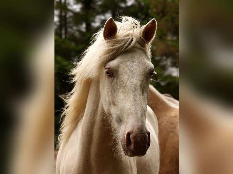Berber Stute 4 Jahre Buckskin in Harpstedt