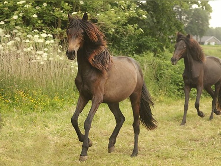 Berber Stute 4 Jahre Buckskin in Harpstedt
