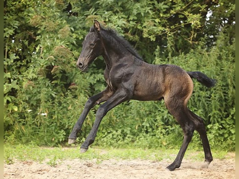 Berber Stute 4 Jahre Buckskin in Harpstedt