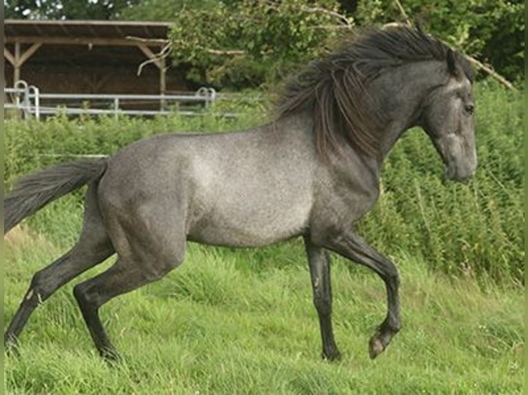 Berber Stute 4 Jahre Buckskin in Harpstedt