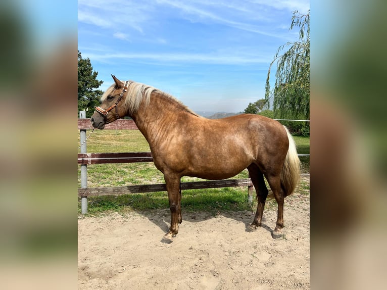 Berber Stute 5 Jahre 151 cm Palomino in Petershagen