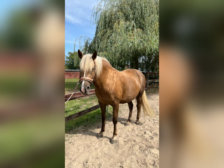 Berber Stute 5 Jahre 151 cm Palomino in Petershagen