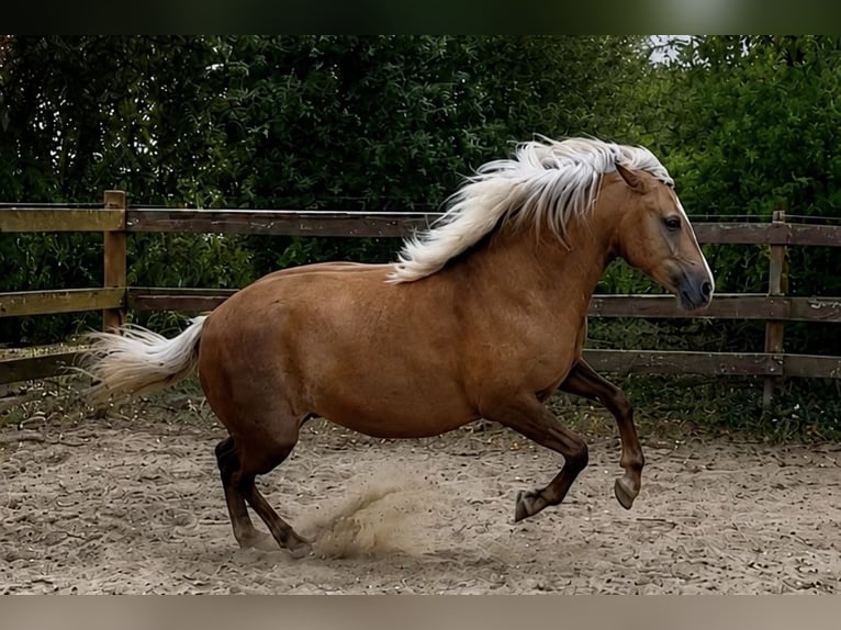 Berber Stute 5 Jahre 151 cm Palomino in Petershagen