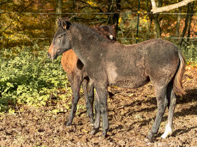 Berber Stute Fohlen (06/2025) in Langerwehe