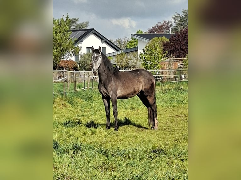 Berber Wallach 3 Jahre 156 cm Schimmel in Zülpich Schwerfen