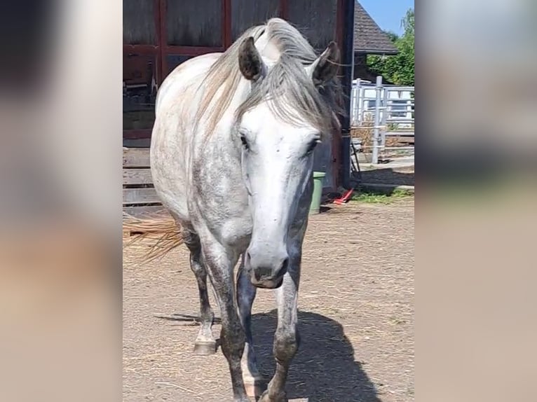Berber Wallach 4 Jahre 153 cm Apfelschimmel in Biberen