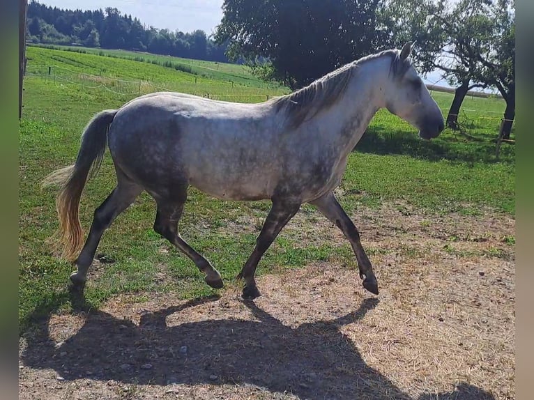 Berber Wallach 4 Jahre 153 cm Apfelschimmel in Biberen