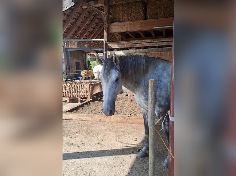 Berber Wallach 4 Jahre 153 cm Apfelschimmel in Biberen