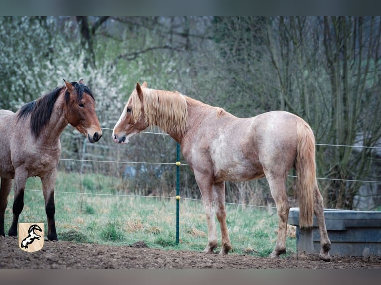Berber Wallach 4 Jahre 154 cm Sabino in Goe