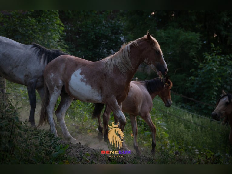 Berber Wallach 4 Jahre 154 cm Sabino in Goe