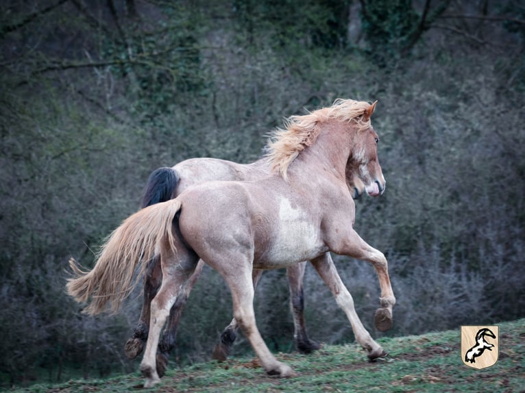 Berber Wallach 4 Jahre 154 cm Sabino in Goe