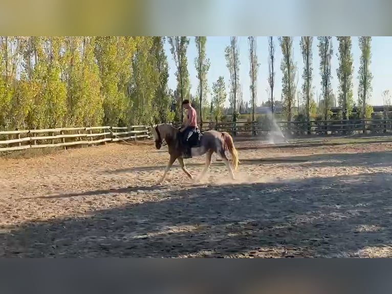 Berber Wallach 4 Jahre 154 cm Sabino in Goe
