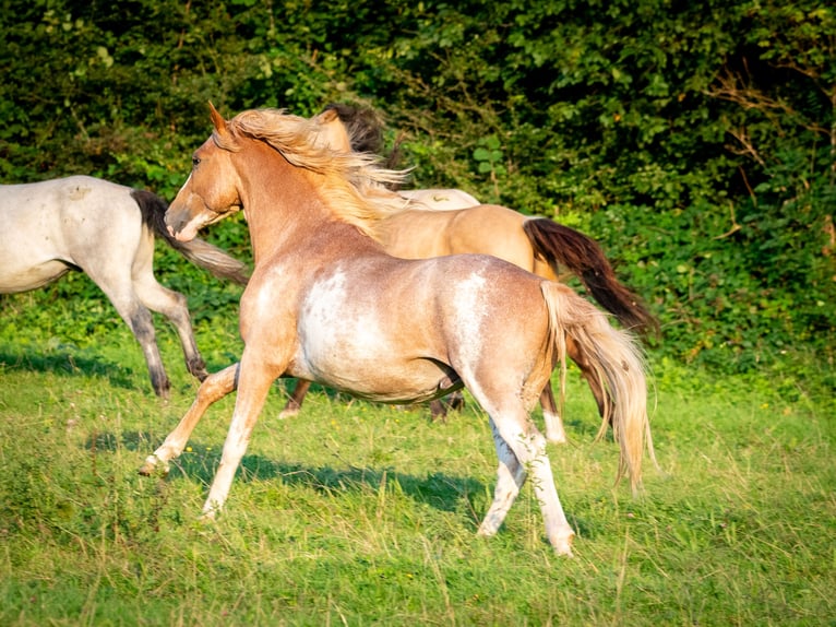 Berber Wallach 4 Jahre 154 cm Sabino in Goe