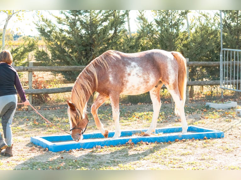 Berber Wallach 4 Jahre 154 cm Sabino in Goe