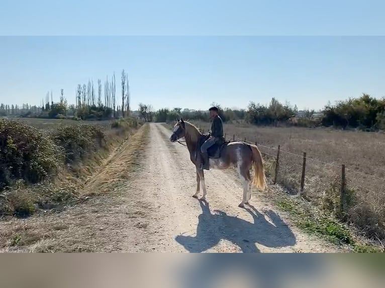 Berber Wallach 4 Jahre 154 cm Sabino in Goe