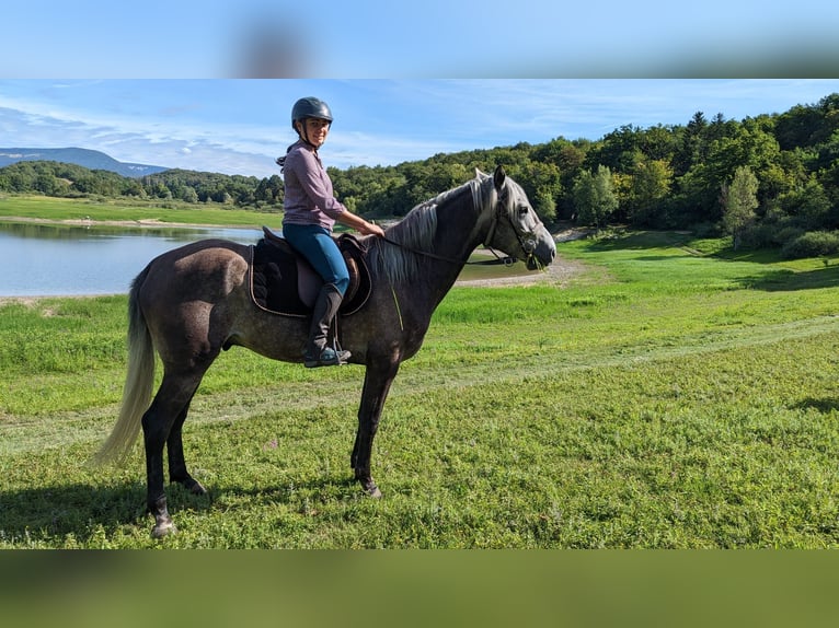 Berber Wallach 4 Jahre 156 cm Schimmel in Belley