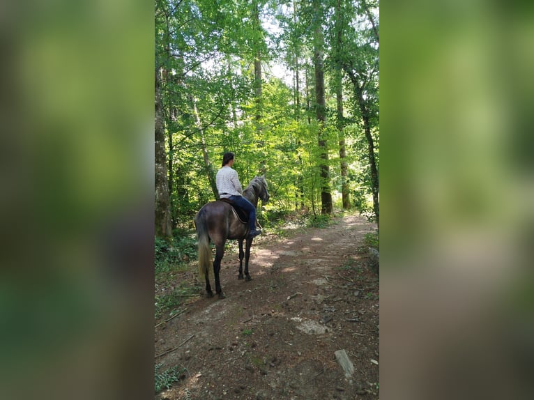 Berber Wallach 4 Jahre 156 cm Schimmel in Belley