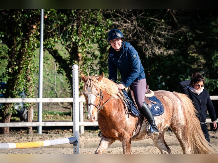Berber Wallach 5 Jahre 154 cm Sabino in Goe