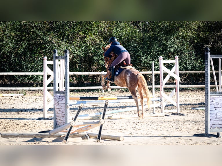 Berber Wallach 5 Jahre 154 cm Sabino in Goe