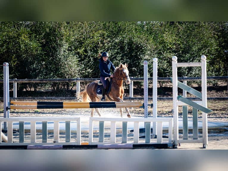 Berber Wallach 5 Jahre 154 cm Sabino in Goe