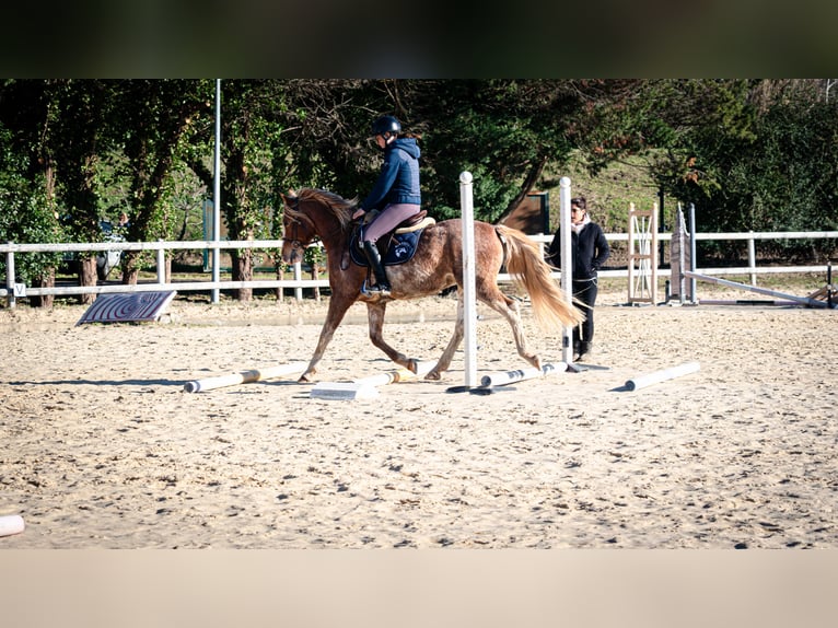 Berber Wallach 5 Jahre 154 cm Sabino in Goe