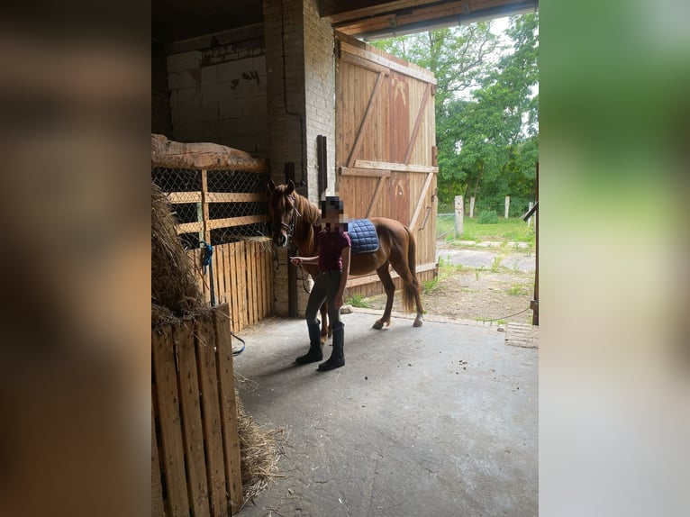 Berber Mix Wallach 7 Jahre 132 cm Fuchs in Ketzin
