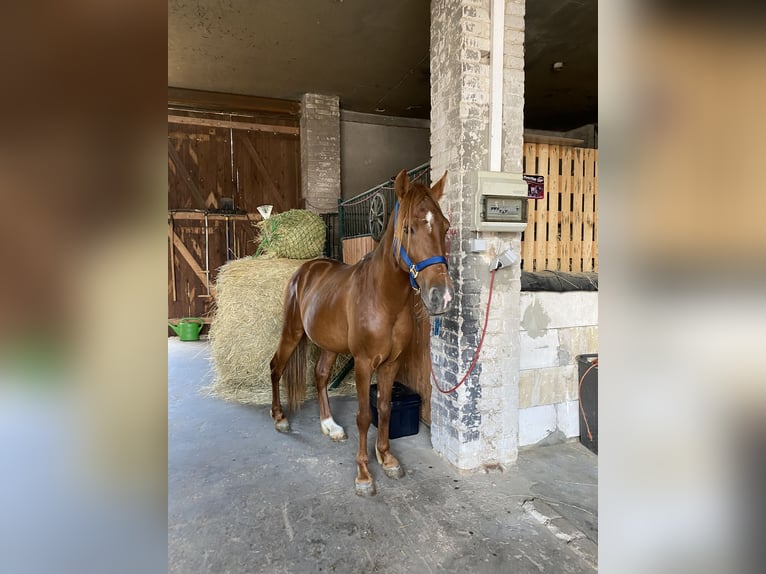 Berber Mix Wallach 7 Jahre 132 cm Fuchs in Ketzin