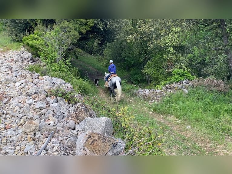 Berber Mix Wallach 7 Jahre 152 cm Apfelschimmel in Zerf