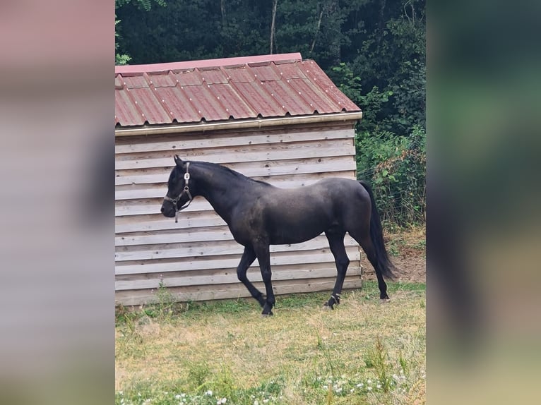 Berber Wallach 7 Jahre 155 cm Rappe in Verlin