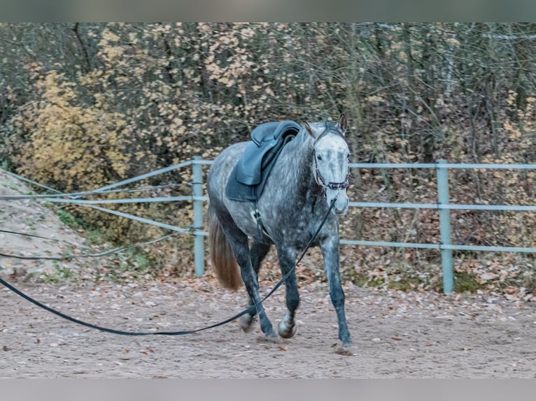 Berber Wallach 7 Jahre 160 cm Rappschimmel in Altendorf