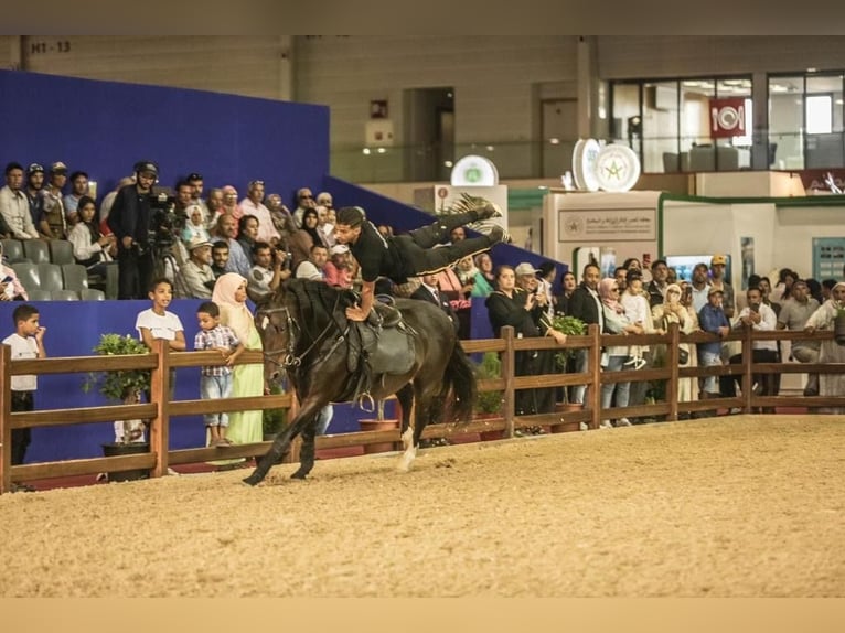 Berbère Étalon 11 Ans 146 cm Bai in Rabat