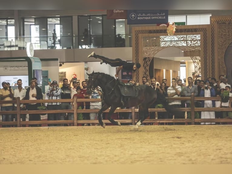 Berbère Étalon 11 Ans 146 cm Bai in Rabat