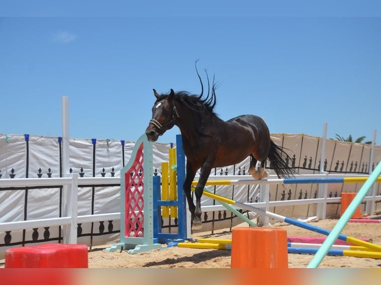 Berbère Étalon 11 Ans 146 cm Bai in Rabat