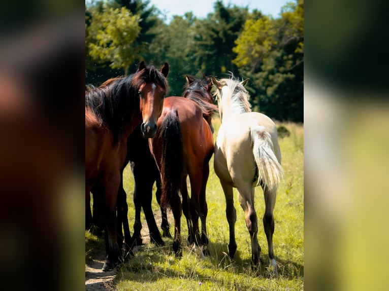 Berbère Étalon 1 Année 137 cm Buckskin in goe