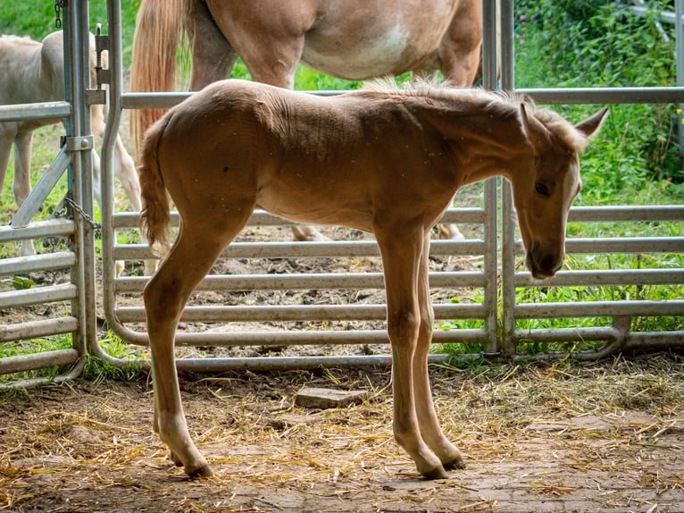 Berbère Étalon 1 Année 137 cm Buckskin in goe