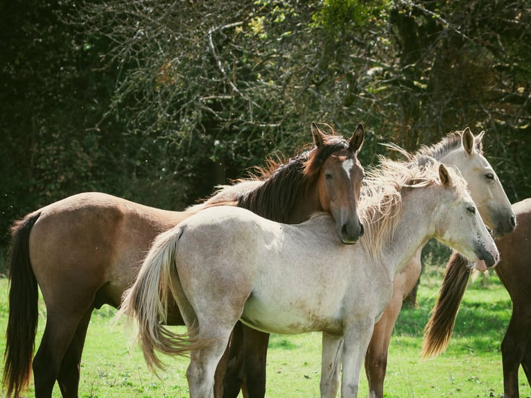 Berbère Étalon 1 Année 154 cm Peut devenir gris in Langerwehe