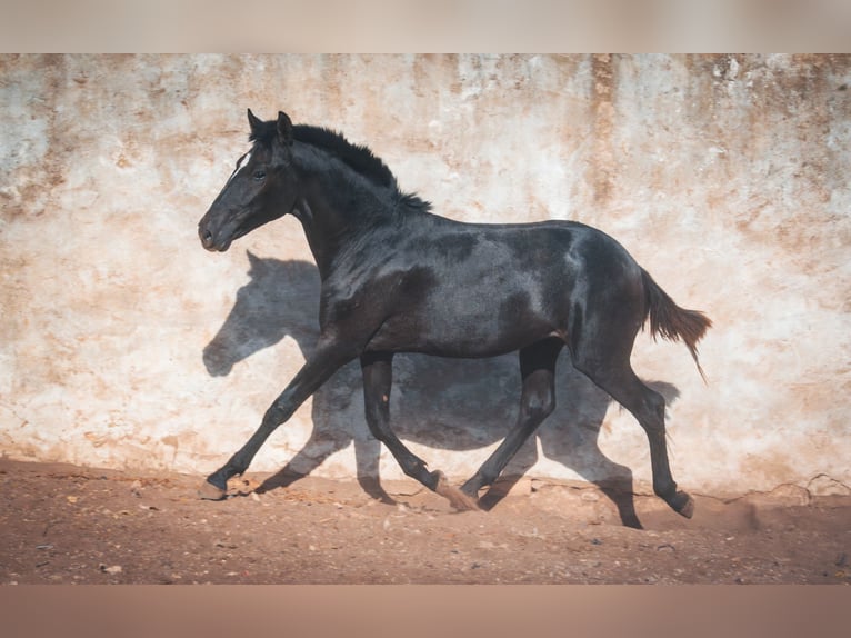 Berbère Étalon 1 Année 159 cm Rouan bleu in Casablanca