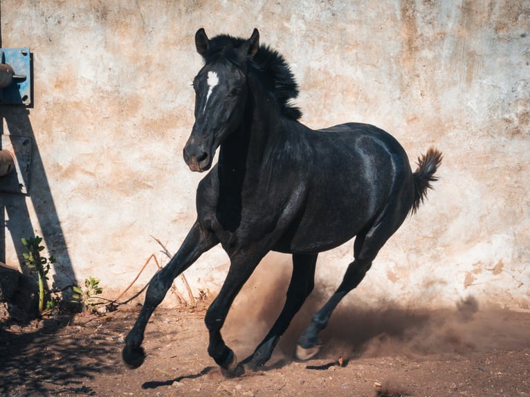 Berbère Étalon 1 Année 159 cm Rouan bleu in Casablanca