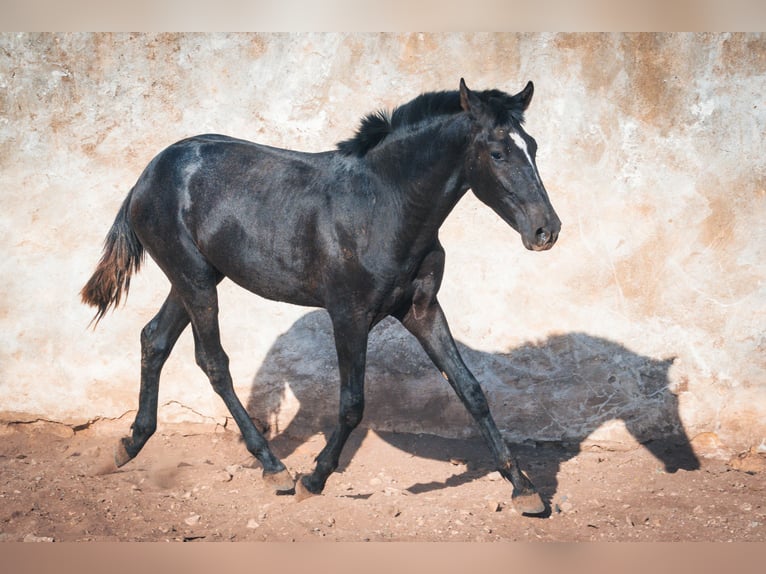 Berbère Étalon 1 Année 159 cm Rouan bleu in Casablanca