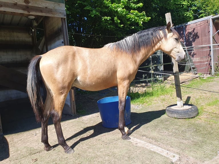 Berbère Étalon 1 Année Buckskin in Aachen