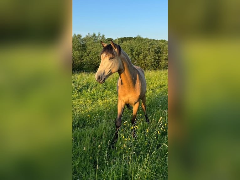 Berbère Étalon 1 Année Buckskin in Aachen