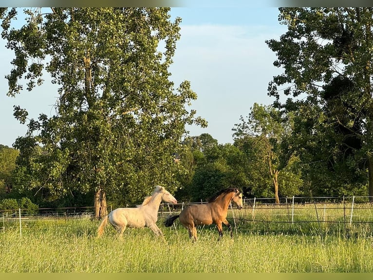 Berbère Étalon 1 Année Buckskin in Aachen