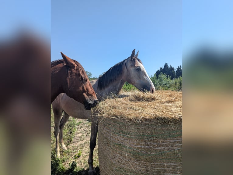 Berbère Étalon 2 Ans 150 cm Gris in Theziers