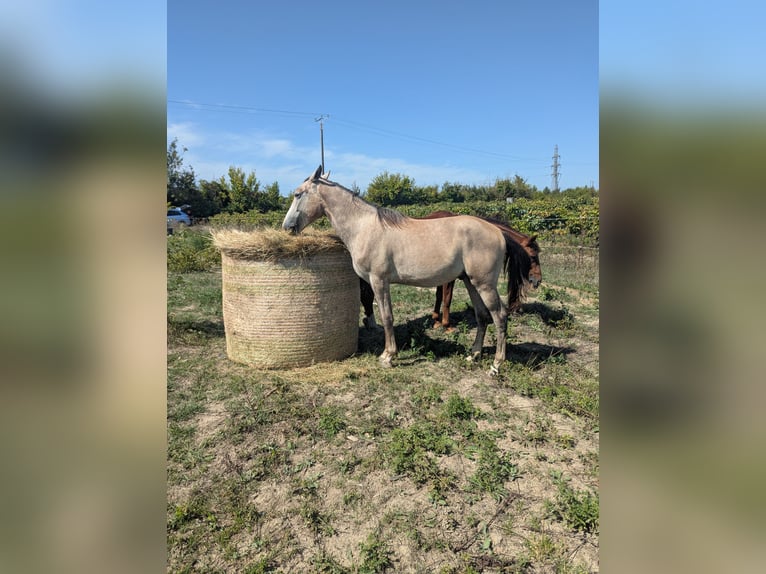 Berbère Étalon 2 Ans 150 cm Gris in Theziers