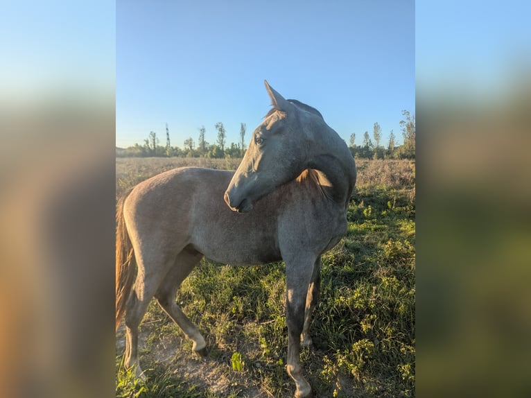 Berbère Étalon 2 Ans 150 cm Gris in Theziers