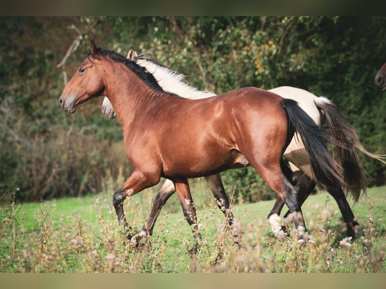 Berbère Étalon 2 Ans 155 cm Bai in Goé