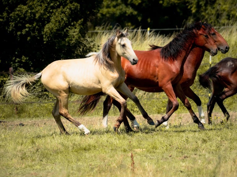 Berbère Étalon 2 Ans 155 cm Buckskin in goe