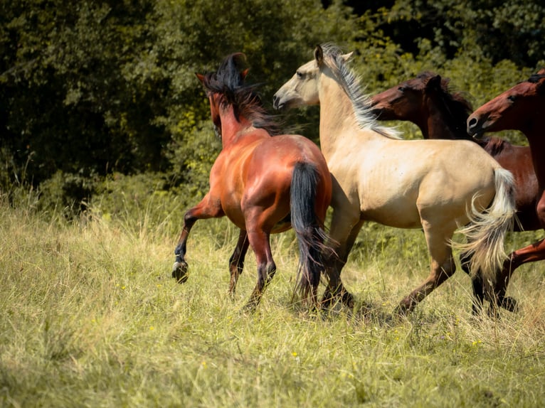 Berbère Étalon 2 Ans 155 cm Buckskin in goe
