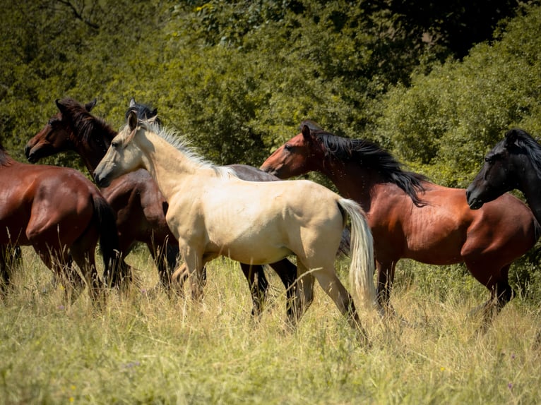 Berbère Étalon 2 Ans 155 cm Buckskin in goe