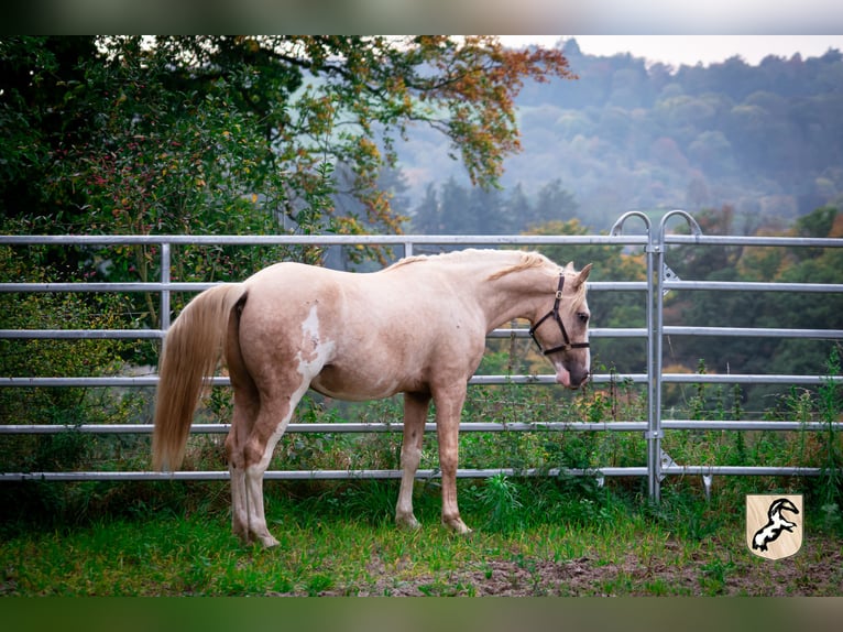 Berbère Étalon 4 Ans 155 cm Sabino in Goé